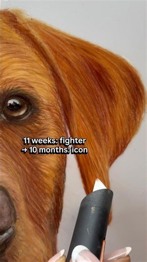Red Fox Lab Timelapse | 11 Weeks → 10 Months 🧡| drawing a dogs ear | coloured pencils ✏️