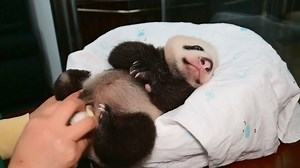 Listen carefully! Did you hear panda cub fart when nanny helping him to defecate? (Ya Wen) #fart #Cute #HiPanda #CCRCGP #PandaLife #BestJobInTheWorld For more panda information, please check out: https://en.ipanda.com | iPanda