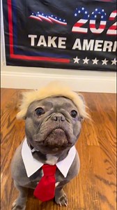 11K views · 148 reactions | The best Animal Halloween Costumes  #funny #animals #halloween | Daily Dose of Funny | Facebook