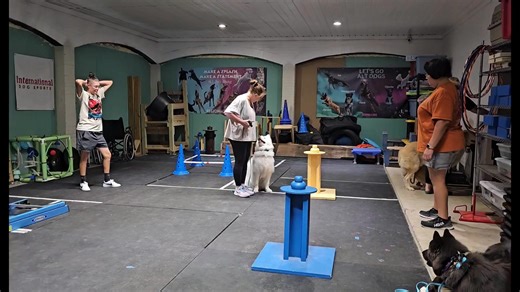 Group Class AlphaleaderK9Training | Alphaleadertraining | Facebook