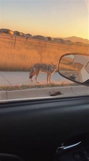 Golden Hour Coyote Attack – Horn, Crow, Lunge – Insane Close Call 😱🦝 | Paws Unexpected