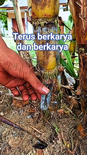Manis Royal Tebu: Kesan tebu kualitas premium/raja.