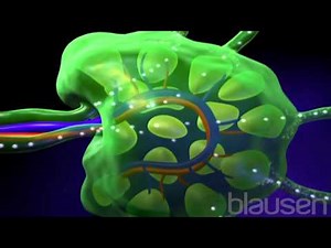 Lymphoma Animation