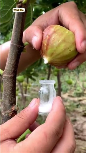 Extracting Fresh Fig Juice Final Collection Process 🍈🧃#shorts