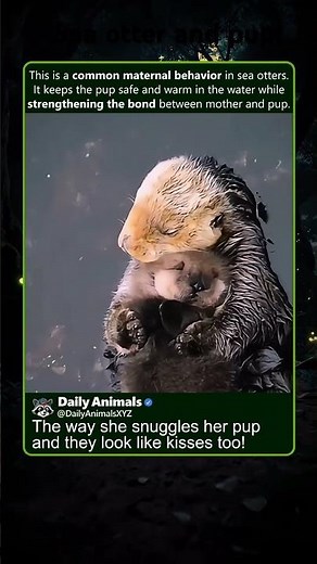 Sea otter cuddles pup