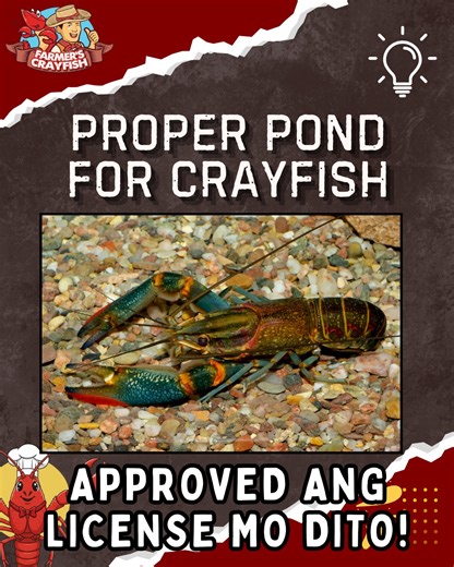 𝗕𝗮𝗸𝗶𝘁 𝘀𝗼𝗯𝗿𝗮𝗻𝗴 𝘀𝗲𝗰𝘂𝗿𝗲 𝗻𝗴 𝗽𝗼𝗻𝗱𝘀 𝗻𝗴 𝗮𝗺𝗶𝗻𝗴 𝗰𝗿𝗮𝘆𝗳𝗶𝘀𝗵? 🦞💧 Dahil mataas ang posibilidad na makatakas ang crayfish, isa ito sa pinakamahigpit na requirements sa pagkuha ng crayfish license! Ang pagkakaroon ng proper at secured ponds, lalo na para sa mga breeders. Sa Farmer’s Crayfish, tinitiyak naming pumapasa sa standards ang aming setup para sa kaligtasan, kalidad, at tamang pagpapalaki ng bawat crayfish. 🦞✨ Mas maaasahan, mas ligtas, mas de-kalidad — ’yan an