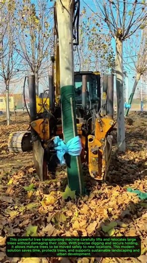 Large Tree Transplanting Machine in ActionLarge Tree Transplanting Machine 🌳🚜 #TreeTransplanting
