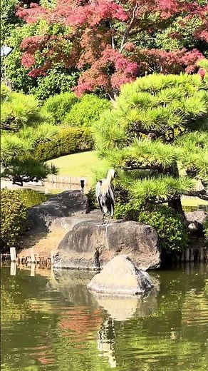 Grey heron in Daisen Park Japanese Garden, Sakai Osaka