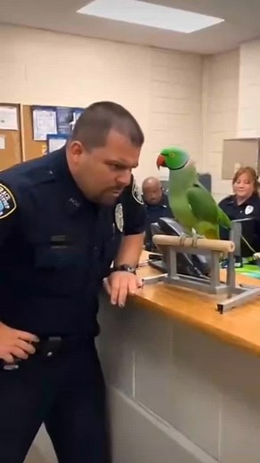 1.3K views · 8.4K reactions | Larry funny parrot roasts cops #funnyparrot #talkingparrot #petparrot | Parrot Talking | Facebook