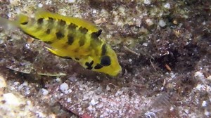 Mother Apistogramma alacrina taking care of her little Babys at Cano Cristales - Colombia. | Shrimp King