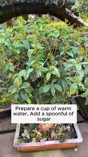 How to make root stimulant #gardeninggoals #gardeningistherapy #gardeningtips #gardeninglife #gardening_love #gardeninguk #gardening101 #gardeningtools #gardeningislife #gardeningtherapy #gardeningknowhow #gardeningseason #gardeningismytherapy #gardeningmakesmehappy #gardeningaustraliamag #gardeningday #gardeningideas #gardeningphoto | Gardening Ideas