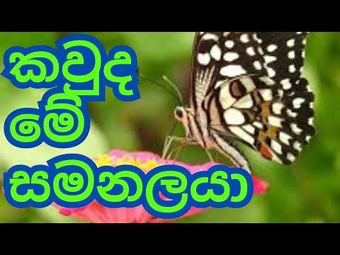 සමනලයා | samanalaya | the butterfly | |Information about animals in sinhala | සතුන් පිළිබඳ විස්තර