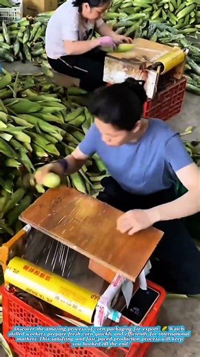 👉 Insane Corn Packing Process for Export 🌽🔥 | Satisfying Factory Workers Speed #farmer #short
