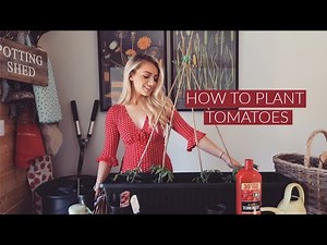 HOW TO PLANT AND GROW TOMATOES! Gardening for beginners UK
