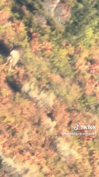 Wyoming Mule Deer Hunting: Tips and Insights