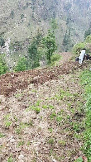 Traditional Plowing with Oxen in Rural Agriculture