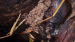 clip-32262238-disgusting-maggot-infested-flesh-writhing-sunlight