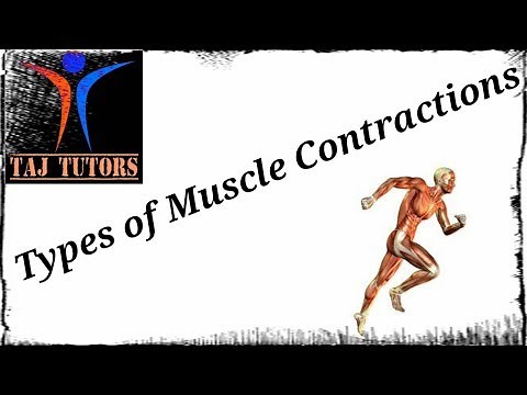 Types of Muscle Contractions