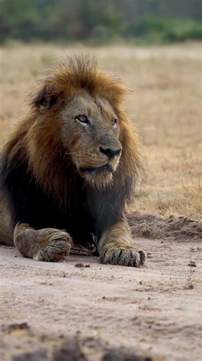 Close Encounter With the Legendary Ndzenga Male Lion! 😳🦁 #lion #wildlife #animals #lionking