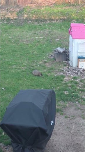The ground HOg finally arrives.. you cant see me #groundhogs #mytimeisnow #wildlife #wildanimals