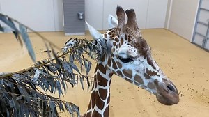9.8K views · 357 reactions | Keeper Corner is back with Zookeeper Jake to talk about giraffe anatomy. Check out all the cool things that make giraffes so awesome! Don't forget to check out today's activity in the comments. | Lincoln Children's Zoo | Facebook