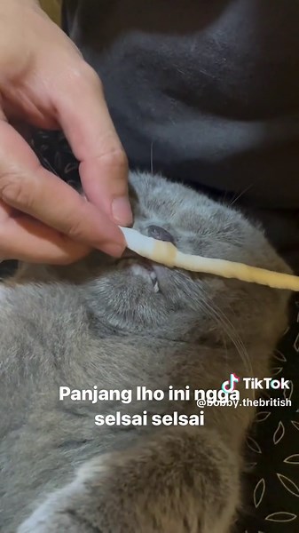 Cara Menangani Ingus pada Kucing British Shorthair