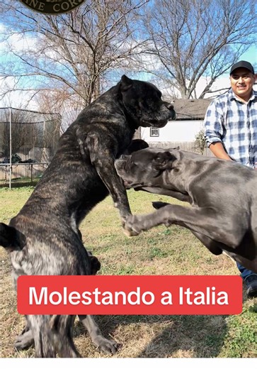 #canecorso #atlantageorgia #canecorsopuppy #canecorsolovers #canecorsolovers