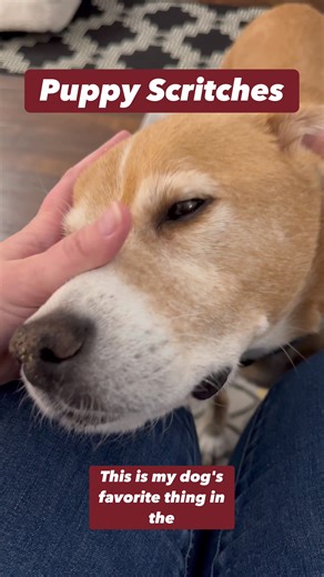 Benefits of Scratching Your Old Dog