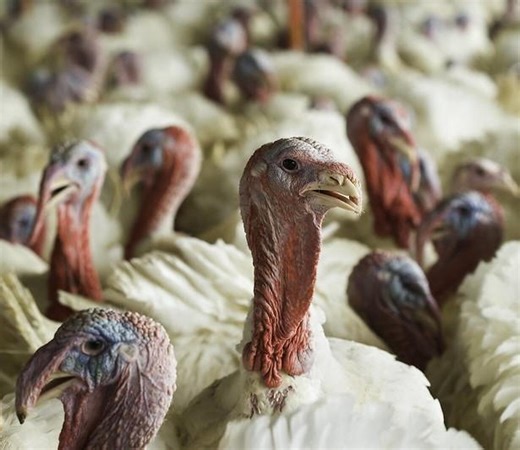 First avian flu case since April confirmed in Minnesota turkey flock