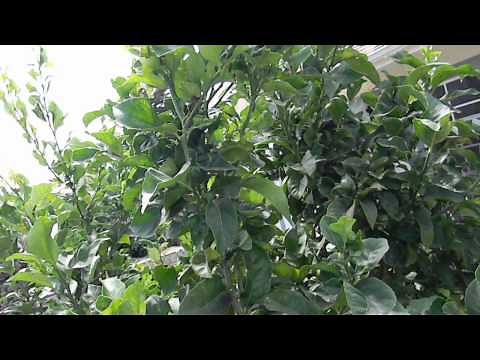 Eureka and Lisbon Lemon Tree Care