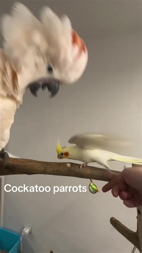 Adopt Your Fluffy Cockatoo Soulmate Today!