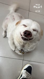 The Dog That Can’t Stop Smiling #smilingdog #happydog #cutedog #doglove #doglovers | Wild Heart
