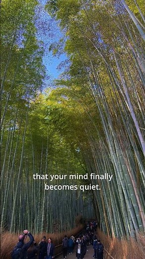 Kyoto's bamboo grove forest