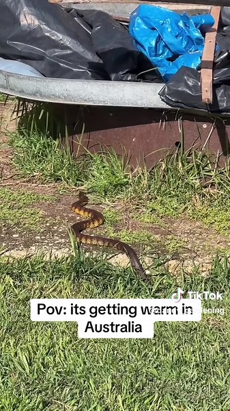 Tiger Snakes: Breeding Habits in Australia Explained