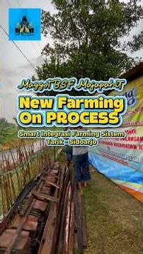 Proses Pembuatan Farming Maggot BSF Tarik Sisf Semongko Sidoarjo Jawa Timur