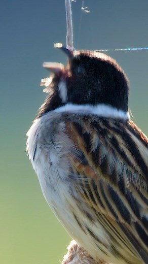 Reed Bunting Singing Wincent q6hQn #nature #wildlife | HAWI Studios