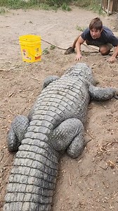 Collecting Alligator Eggs #alligators | Wild Charles