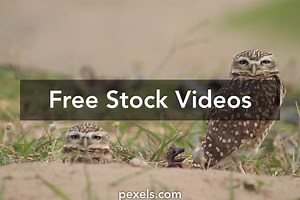 Owls Videos, Download The BEST Free 4k Stock Video Footage & Owls HD Video Clips