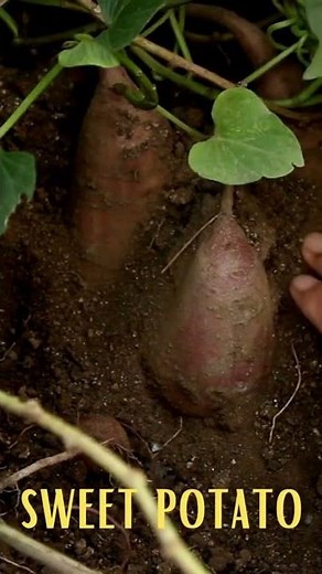 5 Everyday Plants That Have Fibrous Roots | Plant Root System #shorts