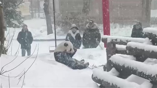 24K views · 414 reactions | Adorable panda feels right at home in a snowy paradise. | Rumble | Facebook