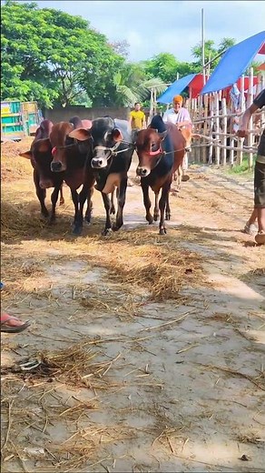 Cow videos 1324😅 #shortsvideo #funnyshorts #funny #cow #cowcow #funnycow #animals