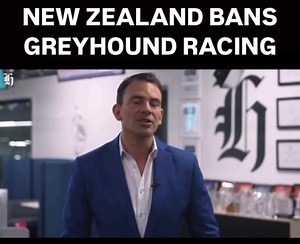 New Zealand Bans Greyhound Racing | CAGED Nationwide