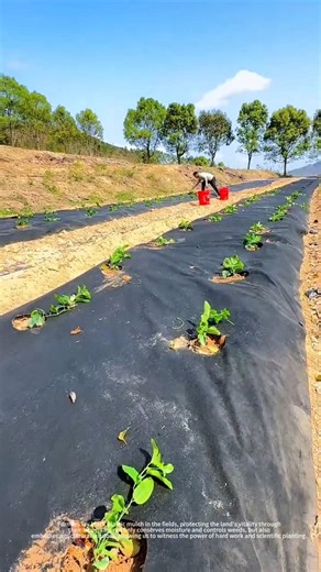 Agricultural perforated film solves weed control problem