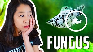 13K views · 385 reactions | Find out about the most effective treatments to cure fish fungus and how to prevent it from reoccurring. #AquariumCoop | Aquarium Co-Op | Facebook
