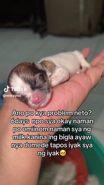 Understanding Shih Tzu Puppy Feeding Issues