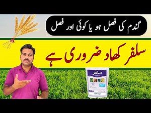 Sulphur use in wheat crop | How to apply sulphur in agricultural crops | Abid Ali Agrarian