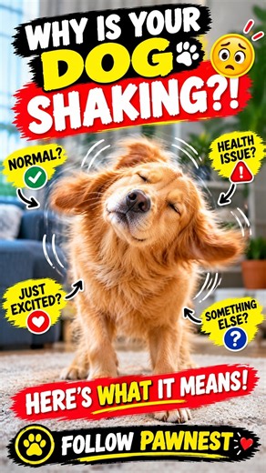Why Does Your DOG Shake for No Reason?! Here’s What It Means! #Shorts #usa #usashorts