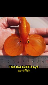 353K views · 10K reactions | This is an example of a goldfish breed...