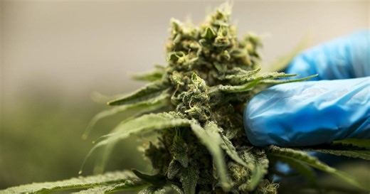 Cannabis stocks surge after reports of Trump planning to ease federal restrictions