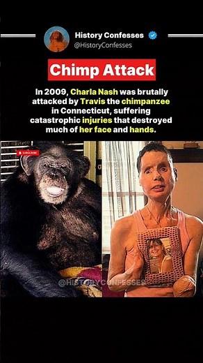 The Travis Attack #history #chimpanzee
